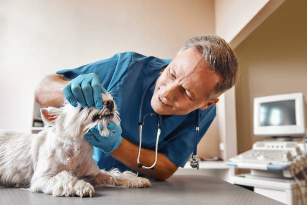 Best Emergency Treatment for Toothache in Burgin, KY